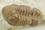 Kainops Trilobite - Black Cat Mountain, Oklahoma #376949-2